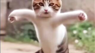 AI cat dance short