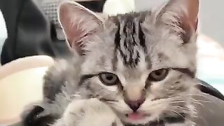 Pets or Comedians? Top 'Performances' That Melt Hearts
