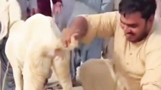 Bakri ka Andda????????