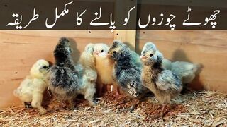 How to take care of baby chicks I choozo ko palne ka tarika #chickscare