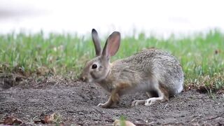 Squirrel Vs Bunny