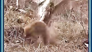 Rabbit and Eagle