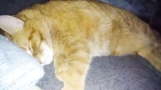 Big Funky Cat