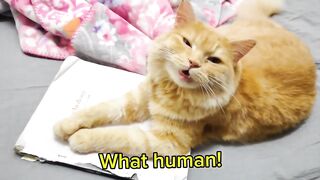 Funky Cat & Book