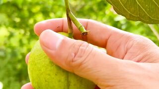 Eat guava fruit straight from the tree, my friend.