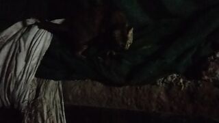 Ghost, Cat with looking for deeply