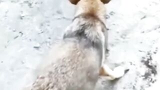 Funny dog