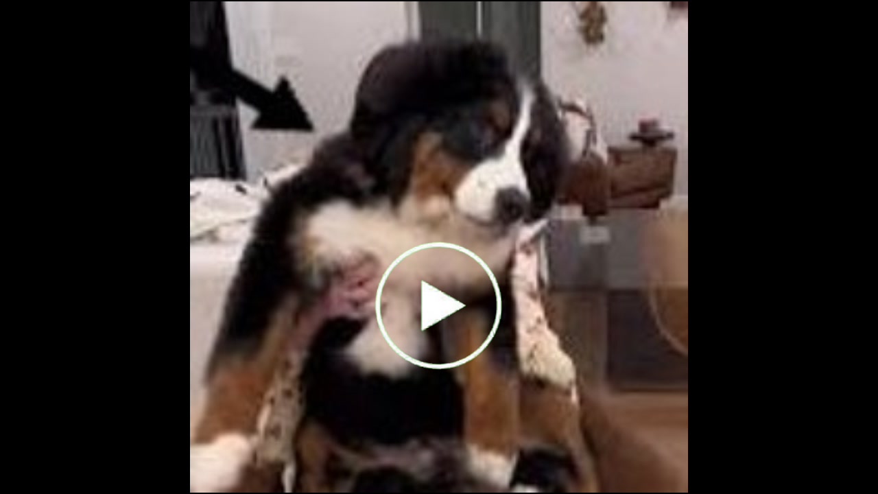 Video stephanie watson dog stefnii watsin same scottish girl green