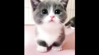 Little cat