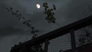 Night Moon