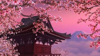 The cherry blossom or sakura