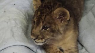 Cute Lion Cub