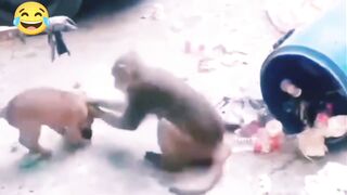 Funny video prank cat