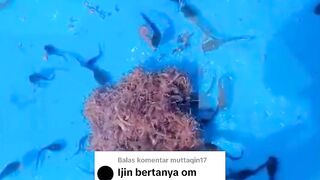 Cacing Sutera diganti dengan Cacing Tanah untuk pakan larva lele????Apakah bisa❓