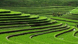 Rice Fields in Indonesia