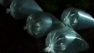 Kegiatan PACKING bibit lele di pagi buta