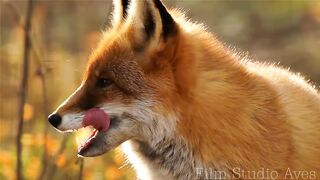 One day in the life of foxes.