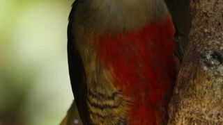 NATURE BIRD #usa