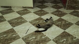 Cat Playing
