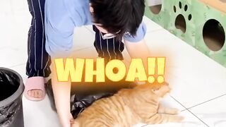 Very funny cat
