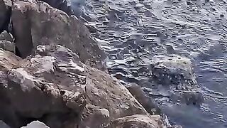Cat Catching Fish