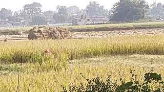 धान की कटाई