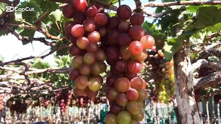 The grape orchard is full of fruit