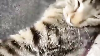 Funnycats&dogslol!!!!????????