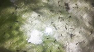 BEGINI KONDISI LARVA LELE YANG KURANG BAGUS SETELAH DISORTIR❗