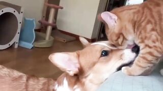 funny Cat et dog: discover your most playful companion!