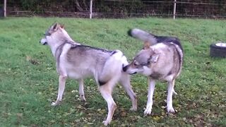 Guy Comes Home From Work With A Stray Dog | The Dado