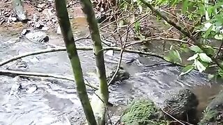 King Cobra