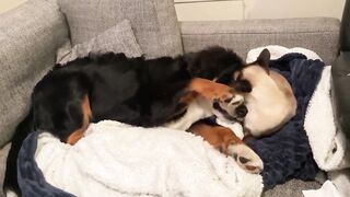 Animals in Home