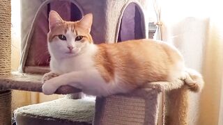 Funky Nice Cat at Home