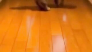 Cute hungry cat