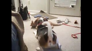 Top 10 Cats and Dogs best friends