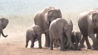 amazing elephants