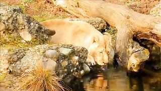 Wildlife _ Animals _ Best Animals compilation _ Forest Animals _ Wild Animals.