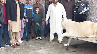 LAHORE DA PAWA
