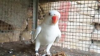 Talking parrot