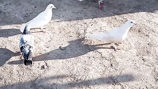 Pigeons feeding with their chicks in the evening
