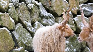 Sheep