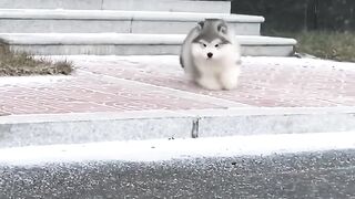 Cutie Cat Part 3