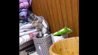 Funny cats ????