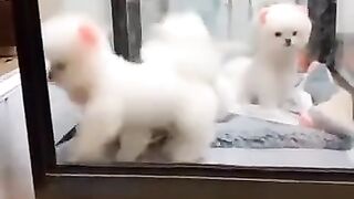 Funniest Cats 2023 #shorts #funny #shortvideos #febspot