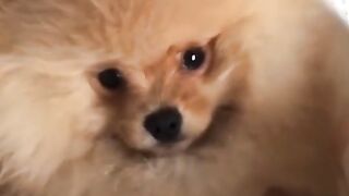 Funniest Cats 2023 #shorts #funny #shortvideos #febspot