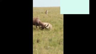 lions2