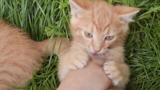 Funny Cat Cat Kitten Whiskers Pet Domestic Fun