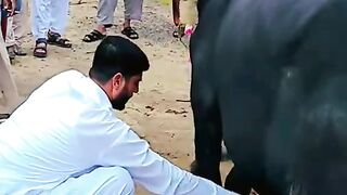 Best Funny Qurbani || Laughter time.