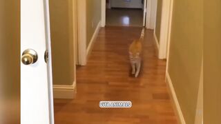 Funniest Animals 2023 ???? Funniest Cats and Dogs ???????? Part 1 | Vita Animals